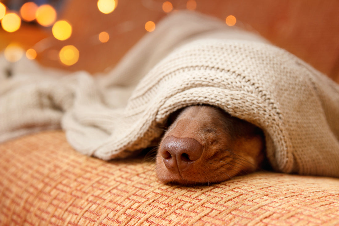 Is It Really Healthy to Sleep with Your Pet?
